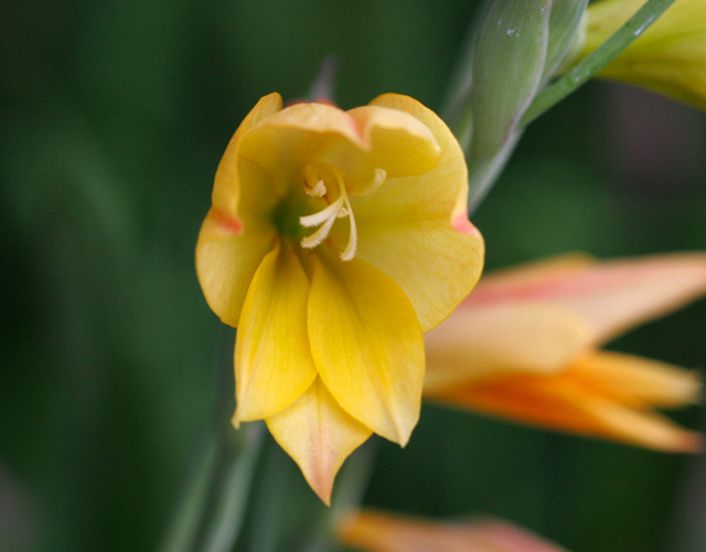 Gladiolus equitans x aureus