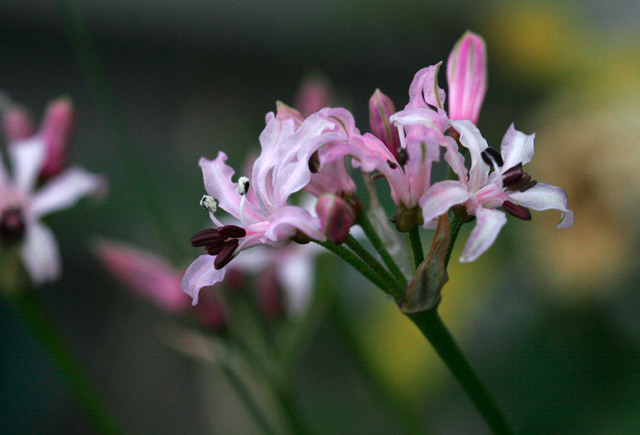 nerine masoniorum