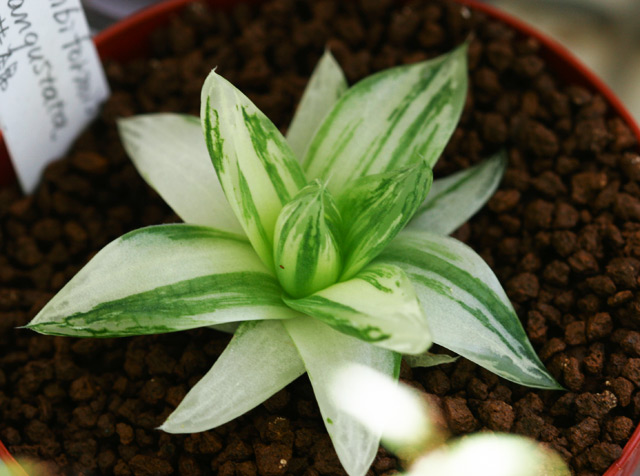 H. cymbiformis var. angustata ̉؋