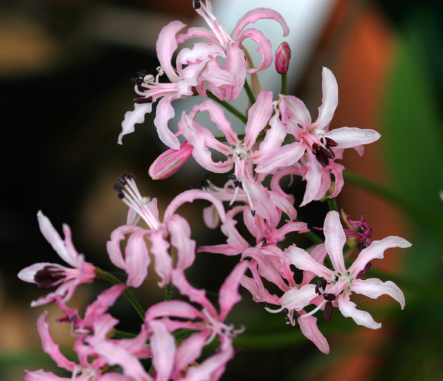 Nerine masoniorum