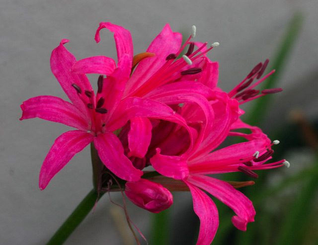 ll Rose Cavlier