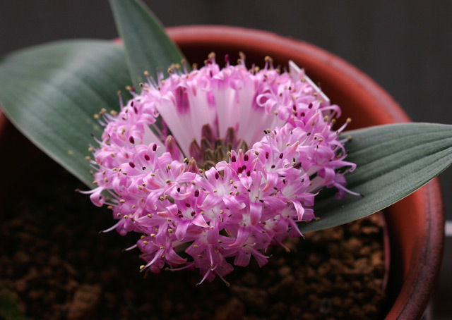 Polyxena sp.