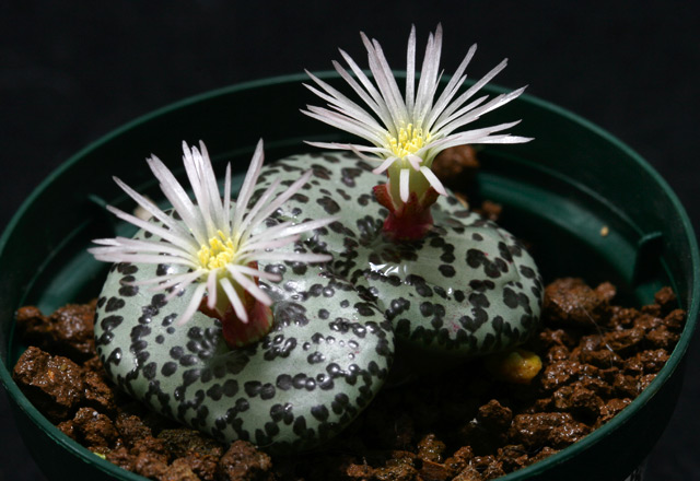 ursprungianum