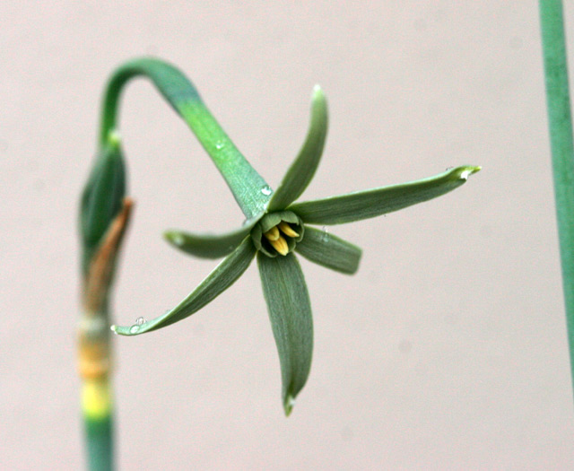 Narcissus viridiflorus