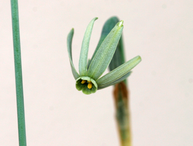 Narcissus viridiflorus
