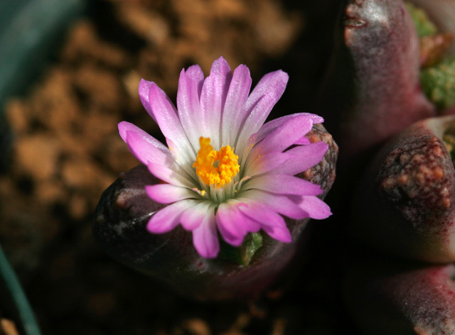 Conophytum khamiesbergense