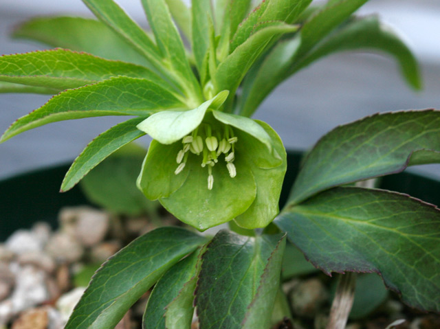 H. dumetorum