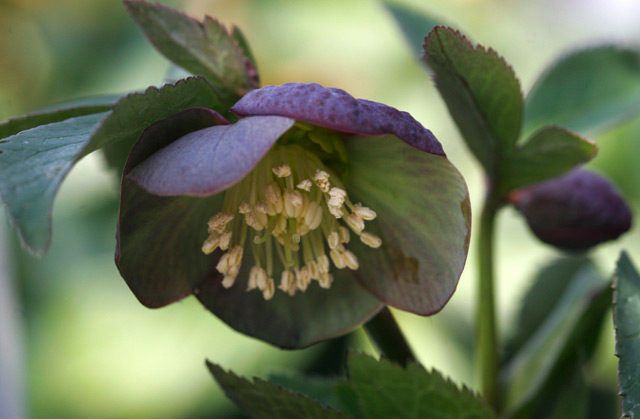 H. atrorubens