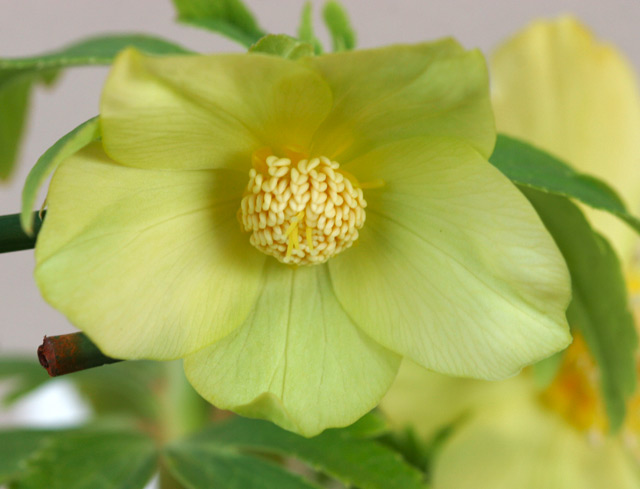 H. odorus