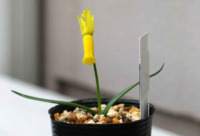 Narcissus cyclamineus