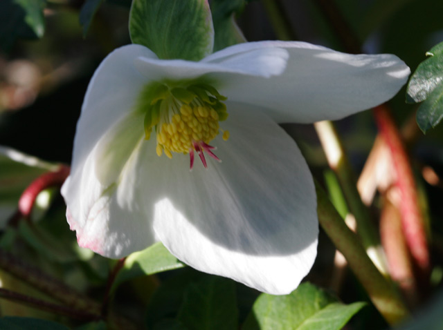 H. niger