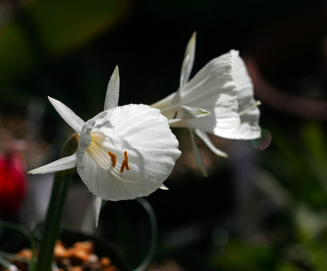 N. albidus occidentalis