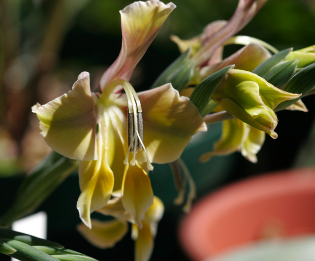 Gladiolus virescens