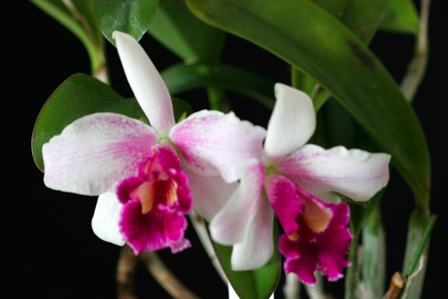 Lc. Pri Pri 'Yuki'