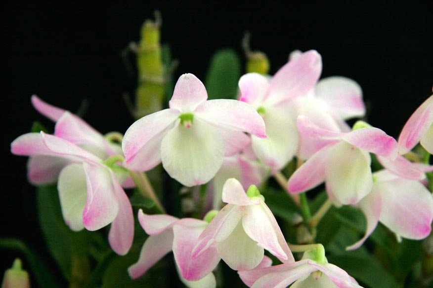 Den. Hamana Lake 'Maki'