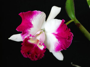 Sc. Gila Wilderness 'Takara Sienne'