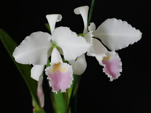 C. trianae f. semialba 'Lady D'