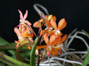Nak. Thai Surprise